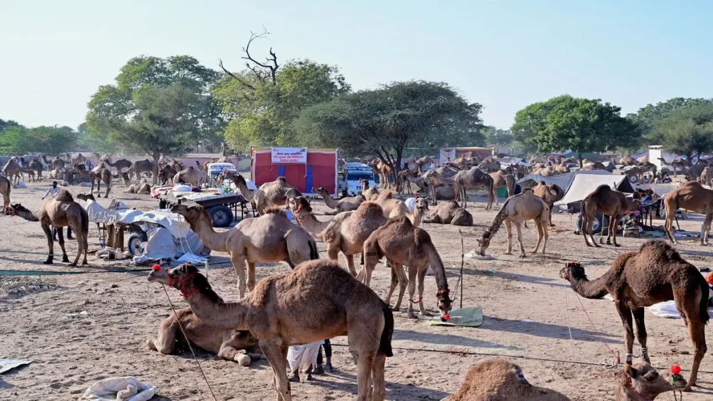 नागौर में घूमने की जगहें